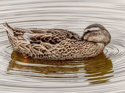 duck, female duck, waterfowl, wildlife, nature, water, hd wallpaper, pond, lake, swimming, ripples, feathers, reflection, brown, peaceful, serene, plumage, animal, background, wallpaper