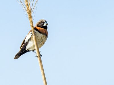 bird, chestnut-breasted mannikin, nature, wildlife, ornithology, birdwatching, perched, animal, feeding, ecosystem, habitat, wild, birdwatcher, feather, beak, flight, landscape, bird song, photography, day