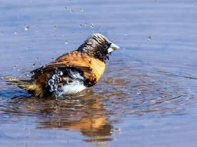 bird, water bird, nature, ornithology, birdwatching, nesting, bathing, water interaction, chestnut breasted, wildlife, colorful bird, dynamic photo, wet feathers, outdoor scene, bird breeding, natural beauty, action, natural environment, young nature, close-up