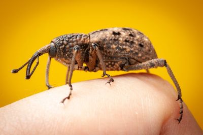 weevil, insects, macro photography, yellow background, insect on finger, details, sipalinus gigas, nature, natural world, close-up, beetle, wildlife, black and white, cold, detailed shot, animal, willow zoe, bugs, bark