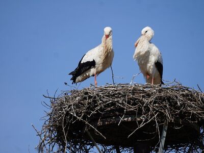 stork, nest, nature, birds, pair, sitting, spring, blue sky, wild, beak, twig nest, central europe, conservation, nature reserve, europe, nesting site, bird species, habitat