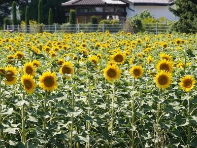 sunflowers, flowers, nature, field, summer, agriculture, rural, garden, sunny, flora, sunset, ecology, view, countryside house, primarily, contrast, bright, season, area, holiday
