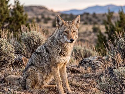 coyote, nature, mammal, wildlife, predator, outdoors, carnivore, organ, wildness, america, sunset, desert, fur, two ears, sky, wild nature, animal in its natural habitat, north america, gray fur, natural environment