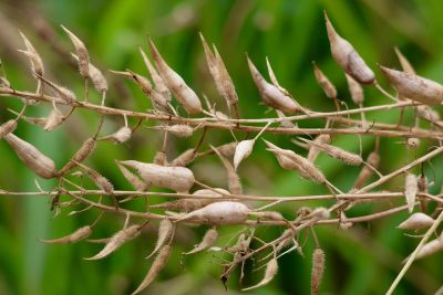 seeds, dry, nature, mature, branch, natural, gardening, seed pods, plants, garden, parcha, purpose, botany, flora, ecology, biology, texture, details