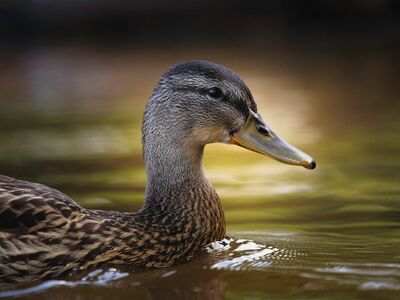 mallard, waterfowl, pond, beak, feathers, wild, water surface, nature, animal, eye, head, beautiful, stunning, looking, unique, observation, aquatic environment, floating, male