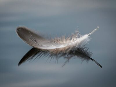 feather, nature, reflection, lightness, close-up, water, floating, calm, soft, beauty, peaceful, minimalistic, texture, aesthetics, well-being, feeling, surface, minimalism, symmetry, pleasant