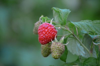 raspberries, red, garden, fruit, healthy, leaves, fresh, nature, bush, ripe, sweet, berry, vitamin, delicious, berry bush, healthy food, nutrition, antioxidants, flower