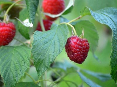 raspberries, ripe, nature, healthy, red fruit, leaves, delicious, red, berry bush, fresh, garden plant, summer fruit, vitamins, agriculture, organic, nutrition, sweet, produce, home garden, harvest