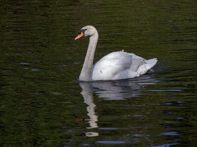 white swan, swan, bird, animal, water, plumage, wings, feathers, waterfowl, ornithology, swim, beak, fauna, avian, reflection, lake, beauty, serenity, peaceful, nature, calm water