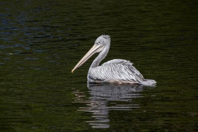pelican, bird, animal, water, beak, plumage, feathers, wings, waterfowl, animal behavior, pond, natural habitat, water surface, wild, wildlife, ornithology, floating bird, nature, tranquility, natural landscape