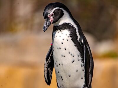 penguin, animal, nature, bird, black and white, standing, nature photography, wildlife, african penguin, stones, zoo, detail, sunlight, outdoor, plan, color, moment, beautiful