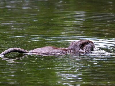 nutria, water, fur, swimming, animal, river, wilderness, beaver, pond, coat, rodent, tail, nature, animal behavior, wet, eyes, calm, winter, movement