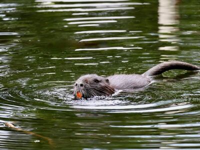 nutria, water rodent, male, swimming, black fur, calm water, camouflage, wildlife, mammal, log, green, nature, surface, solitary, wild, gnawing, feeding, waves, root, mature