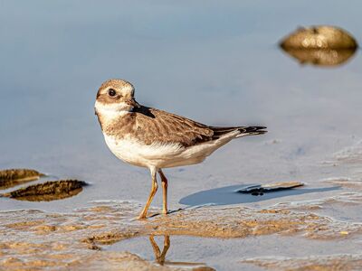semipalmated plover, shorebird, wader, nature, wildlife, beach, sand, reflection, standing, white, brown, water, grey, outdoor, wings, claw, stand, yellow, pond, beak, summer