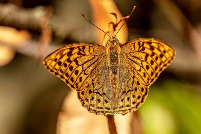 butterfly, argynnis pandora, detail, nature, macro, autumn colors, insect, hd wallpaper, wings, yellow, wildlife, pattern, photography, antennae, branch, outdoor, bokeh, background, wallpaper, brown, silver-washed fritillary