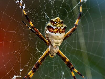 spider, spider web, macro, nature, insect, wildlife, predator, orb weaver, pattern, closeup, animal, texture, outdoors, long-legged spider, black, brown, eight-legged, creepy, arachnid, hunter