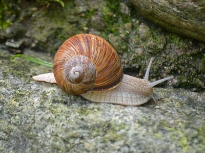 snail, moss, shell, nature, stones, flora, gastropoda, wildlife, animal, roman snail, rock formations, snail shell, biology, invertebrates, sandstone, rough textures, shell color, natural world, outdoor, stone grinding