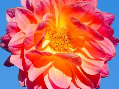 flower, dahlia, nature, petal, flora, garden, beautiful flowers, macro photography, pink, flower background, orange, blue sky, colorful, summer, outdoor, flower wallpaper, bright, natural beauty, flower garden, detail, variety