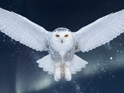 snowy owl, bird in flight, aurora borealis, night sky, winter landscape, northern lights, wildlife, nature, majestic, wings spread, arctic, starry sky, white bird, nocturnal, owl, predator, hunting, cold, stars