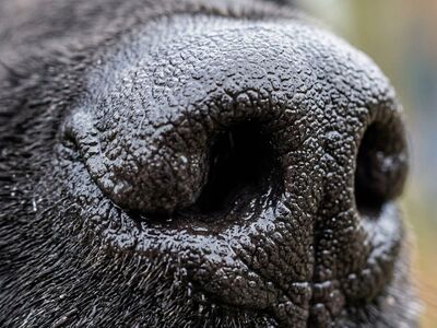 dog nose, wet, detail, texture, close-up, animal, black labrador, snout, nostrils, fur, fur texture, macro, nature, high-quality, animal portrait, proximity, large nose, smell, pet