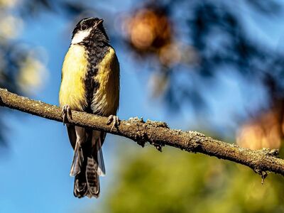 great tit, nature, windows wallpaper, bird, free background, yellow, wallpaper 4k, beautiful wallpaper, full hd wallpaper, branch, cool backgrounds, blue sky, 4k wallpaper 1920x1080, forest, sunny, outdoor, feathers, songbird, wildlife, 4k wallpaper, bokeh, background, tree, free wallpaper, wallpaper hd, mac wallpaper, desktop backgrounds, perch, laptop wallpaper, parus major, hd wallpaper, avian