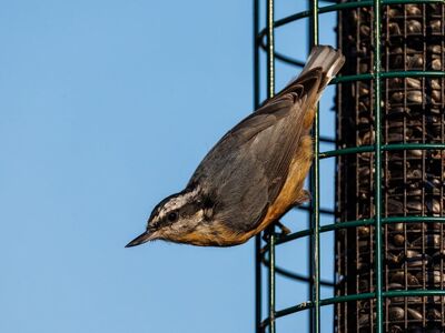 bird, wild bird, feeder, bird at feeder, sunflower seeds, wildlife, photography, nature, birdwatching, gray bird, nature in detail, camera, ornithology, bird behavior, nature at home, detailed view, blue sky, four seasons, observation