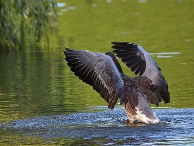 greylag goose, bird, lake, water bird, wings, nature, swimming, water surface, feather, flight, wild animal, reflection, natural environment, wild goose, takeoff, plumage, landscape, water base