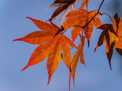 autumn, leaves, red, maple, nature, blue sky, outdoors, falling leaves, clear sky, sunlight, autumn colors, detail, macro photography, close-up, contrast, nature's beauty, season fall, autumn background, natural scenery, beautiful leaves