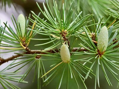 cedar, buds, tree, needles, twig, green, forest, nature, flora, botany, soft, detail, macro, cultivation, horticulture, traditional, decorative, ecological, fragrance
