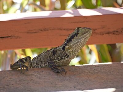 australian water dragon, lizard, nature, wildlife, scales, reptile, wild, animal, biodiversity, insects, desert, environmental awareness, ecology, natural habitat, reptile in the sun, wooden plank, hot, sunny, sun, hibernation