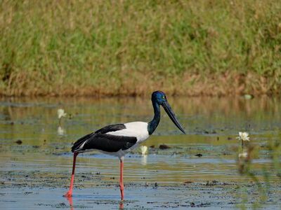 stork, nature, bird, wildlife, jabiru, lake, birdwatching, black-necked, water ecosystem, red legs, walking, feathers, beak, fauna, mud, wetland, tropical, behavior, tundra, freshwater