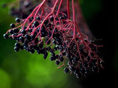 elderberries, ripe, natural, medicinal, healthy food, vitamin c, botany, fruits, berry, sambucus nigra, black, shrub, autumn, gardening, dark green, fresh, fruity, pretty, wild, cluster
