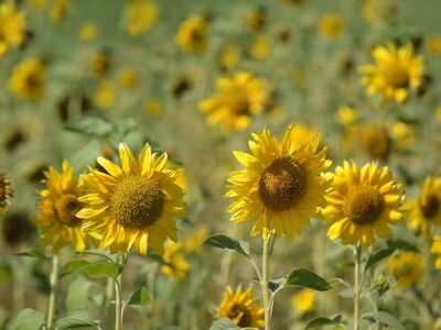 sunflowers, flowers, field, summer, yellow, landscape, nature, natural light, farm, rustic, culture, bright colors, background, asteraceae, cultivation, gardening, solitary, agriculture, countryside, romantic