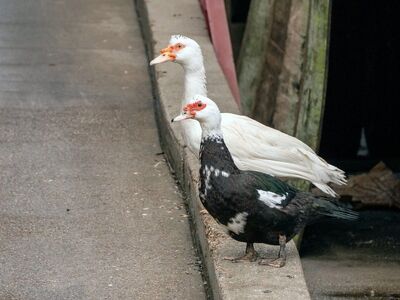 muscovy ducks, nature, wildlife, animal, avian, ornithology, waterfowl, landscape, winter atmosphere, wild birds, urban environment, sidewalk, walking, calmness, various colors, mystery, contemplation, puddle, outdoor