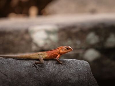 lizard, orange, reptile, stone, portrait, wildlife, closeup, texture, nature, macro, magic, natural colors, calm, pebbly pattern, centrepiece, asian setting, asian temple, cooling photo, magical atmosphere