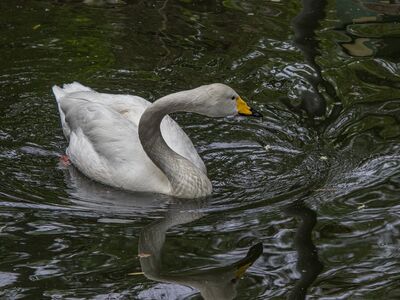 white swan, swan, bird, water, animal, feathers, waterfowl, ornithology, reflection, plumage, beak, fauna, avian, nature, swimming, natural, calm, wild, ecosystem