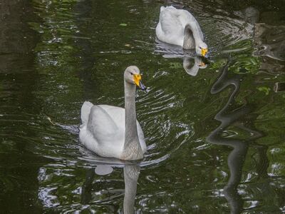 swans, waterbirds, swimming, reflection, feathers, birds, water, wings, animals, ornithology, wildlife, landscape, water surface, nature, calm, creatures, summer, ecology, wild, still water