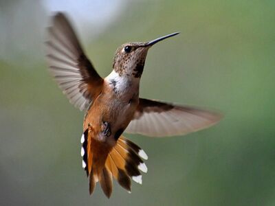 hummingbird, nature, bird, flight, wildlife, feeder, wings, flying, beauty, closeup, natural, colorful, fast, nectar, small, ecosystem, rufous, sun-kissed, feeding