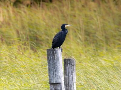 cormorant, bird, ornithology, nature, feathers, lake, trunk, calm, habitat, wilderness, grey, solitary, perched, pond, reflection, observation, peaceful, environment, wild, scenic