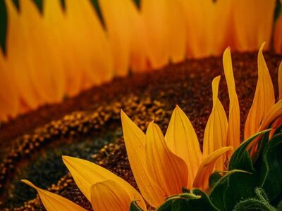 sunflower, beautiful flowers, flower, flower wallpaper, yellow, nature, macro, bloom, pattern, detail, organic, creative, texture, flower background, vibrant, sunlight, beauty, artistic, abstract, close-up, warm tones, care, plant