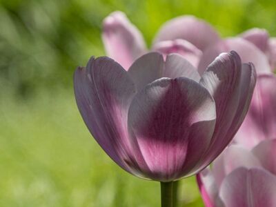 tulip, flower, bloom, petals, garden, plant, spring, pink, nature, light, green, outdoor, botany, beauty, beautiful, detail, contrast, background, macro, bright