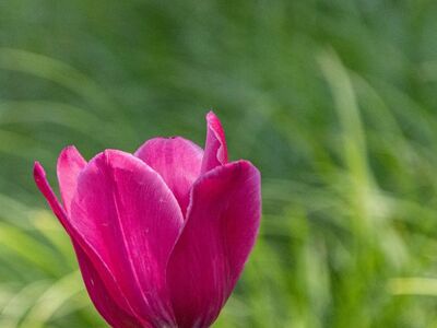 tulip, flowers, pink, garden, leaves, background, blooming, nature, beauty, botany, colors, green, natural light, outdoors, natural, petals, blossom, spring, outdoor setting, floral