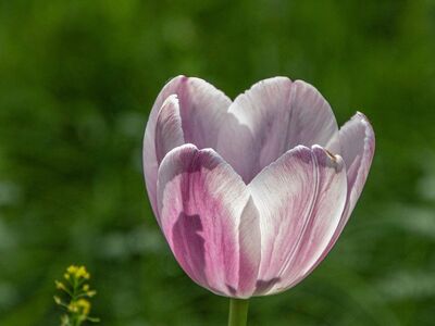 tulip, pink, flower, garden, bloom, petal, flora, nature, green, close-up, natural beauty, foliage, growing, outdoor, botany, decorative, pastel, floral decoration