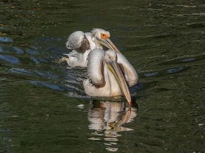 pelican, waterbirds, ornithology, feathers, ecosystem, biotope, landscape, peaceful, birdwatching, green, reflection, swimming, wildlife, nature, plash, relaxation, habitat, calm, water surface, wild