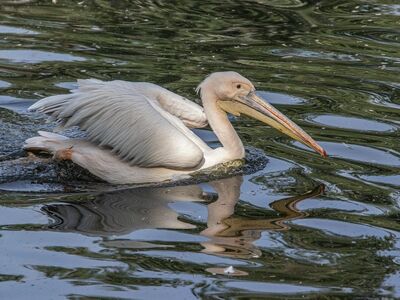 bird, pelican, water, beak, feathers, reflections, wildlife, nature, ornithology, smooth, animal, wing, white, pond, tranquil, waterbird, plumage