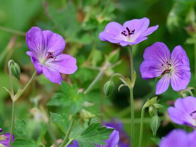 geranium, purple flowers, garden flowers, nature, wildflowers, summer flowers, flower beds, green leaves, field flowers, rural, plant habitat, flower photography, flowering plants, horticulture, botany, flowering meadow, natural beauty, lifestyle