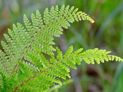 fern, leaf pattern, botany, nature, green, tropical, foliage, texture, natural pattern, details, veining, vital, symmetry, macro photography, fresh, detailed, flexible, habitat, remarkable