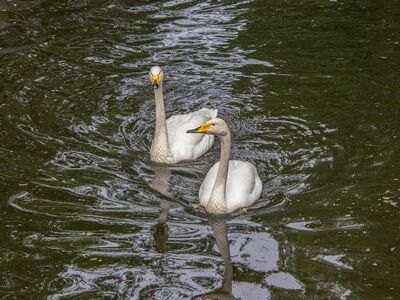 swans, white swans, birds, waterbirds, plumage, feathers, water, ornithology, avian, fauna, birdwatching, natural habitat, paddling, reflection, pond, calm, floating, wildlife, landscape