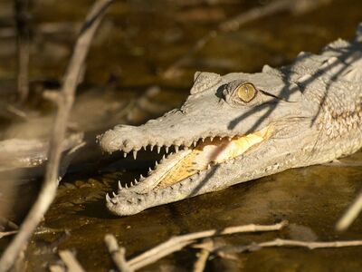 young, crocodile, reptile, animal, tooth, wild, predator, swamp, dangerous, close-up, open, mouth, nature, outdoors, mangroves, juvenile, jungle, ecosystem, camouflage, hunting, natural habitat
