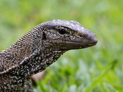 lizard, back, head, eye, reptile, grass, nature, wild, natural, green, herpetology, animal, light, smooth, blurred, rest, edge, camouflage, scaly, detail